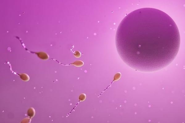 不同国家卵子来源的法律规定