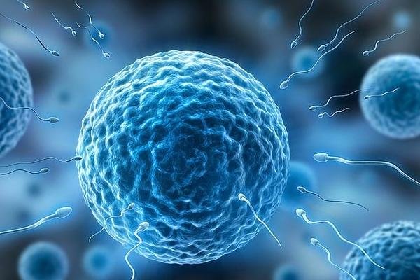 精子取样