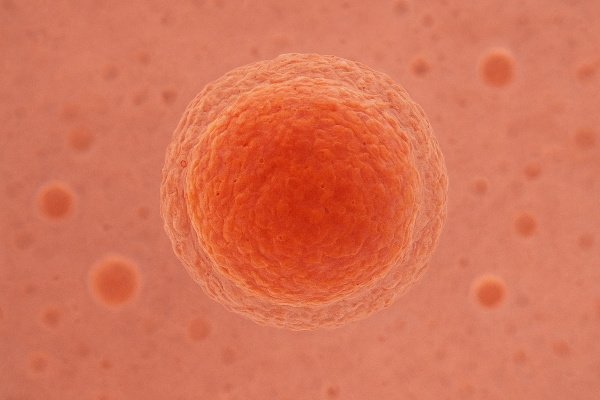 卵子形态异常还能受精成功吗?