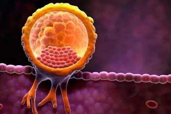 子宫与胚胎同步